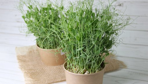 Pavasara vitamīni uz palodzes - saldo zirņu zaļumi mājās