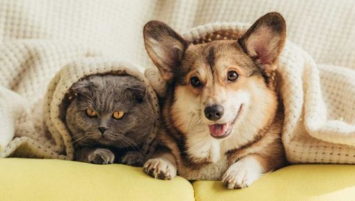 Patversme lūdz palīdzību: vecie palagi var glābt dzīvniekus