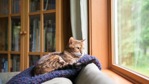 Kā ātri atbrīvoties no mājdzīvnieku spalvām uz apģērba?