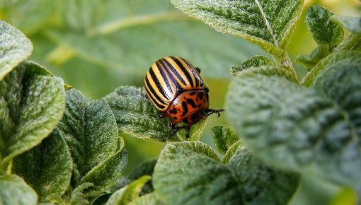Ko stādīt blakus kartupeļiem, lai pasargātu tos no Kolorādo vabolēm?