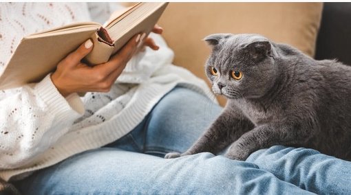 Kāpēc kaķi ieņem saimnieka vietu - zinātnieki skaidro negaidītu iemeslu