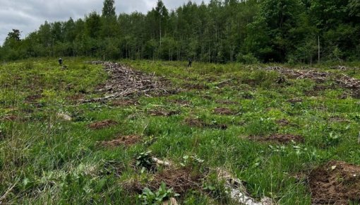 Augšdaugavas novadā turpinās meža atjaunošanas darbi