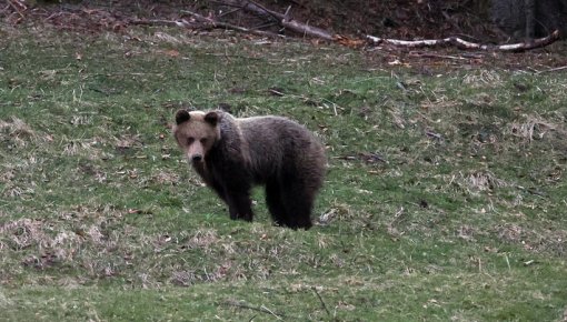 Dabas aizsardzības pārvalde skaidro, kā rīkoties, sastopot lāci pilsētā