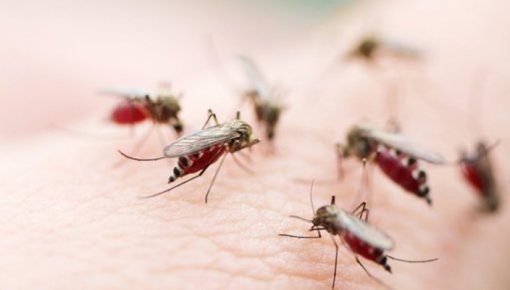 Vai Jāņos būs daudz odu? Entomologs skaidro situāciju