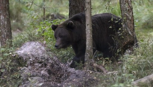 Vai iespējams aizbēgt no lāča? Eksperti skaidro, kā rīkoties sastapšanās gadījumā