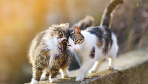 Veterināro rēķinu summa pārsniegusi 23 tūkstošus eiro: brīvprātīgie lūdz palīdzību izglābtajiem dzīvniekiem