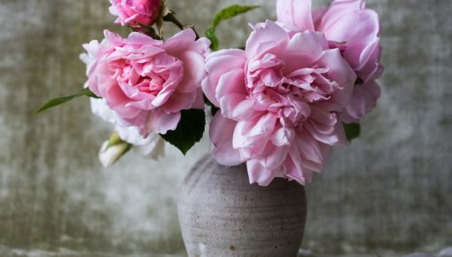 Kā pagarināt peoniju mūžu vāzē? Floristi atklāj svarīgākos noslēpumus