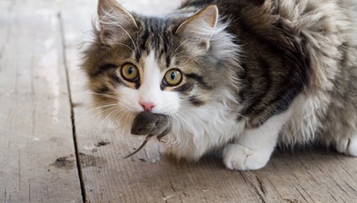 Kaķis mājās atnes peli vai putnu? Veterinārārste skaidro, kāpēc šādas „dāvanas” nevajadzētu ignorēt