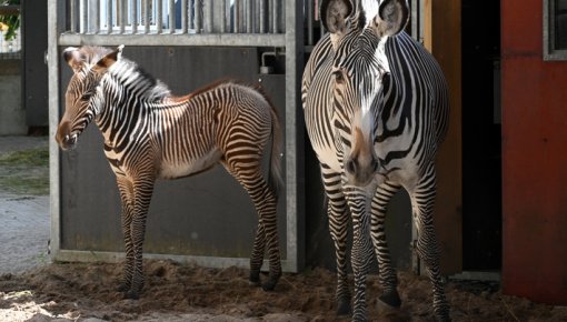 Rīgas zoodārzā pirmo reizi piedzimis Grevi zebras mazulis