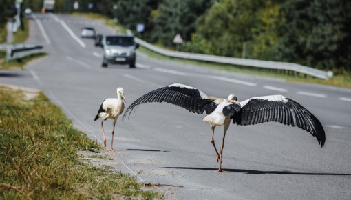 Autovadītājus brīdina par stārķiem uz ceļiem: vasaras nogalē risks pieaug