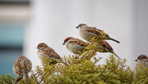 Putni apsēduši dārzu? Vienkārši paņēmieni, kā pasargāt ražu