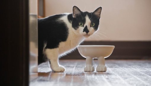 Cik bieži patiesībā jāmazgā suņa vai kaķa bļodiņas? Veterinārārsti nosauc atbildi