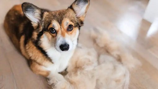 Suns atstāj spalvas visā mājā? Veterinārārste skaidro, ko var darīt