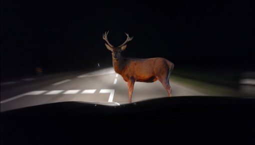 Aļņu bauris pilnbriedā – sadursmju skaits ar dzīvniekiem pieaug