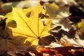 Ceturtdien saule gaisu sasildīs līdz +20 grādiem