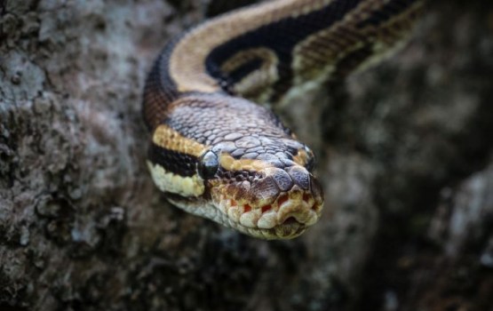 Reliģioza sieviete Ķīnā izlaiž savvaļā 900 čūskas, kuras ciema iedzīvotāji nosit