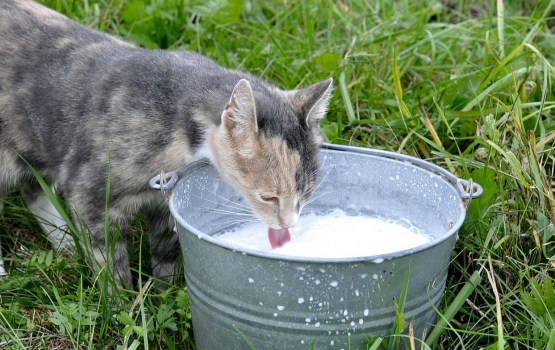 Latvijā nodotā piena apmērs šā gada pirmajā pusgadā samazinājies 