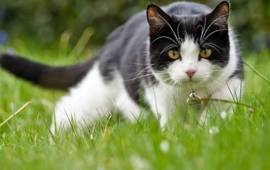 Daugavpilī un Augšdaugavas novadā uzsāk pilotprojektu sociālā riska grupu iedzīvotāju kaķu sterilizācijai