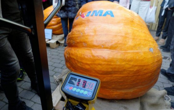 Noskaidrots šā gada Latvijas lielākais ķirbis