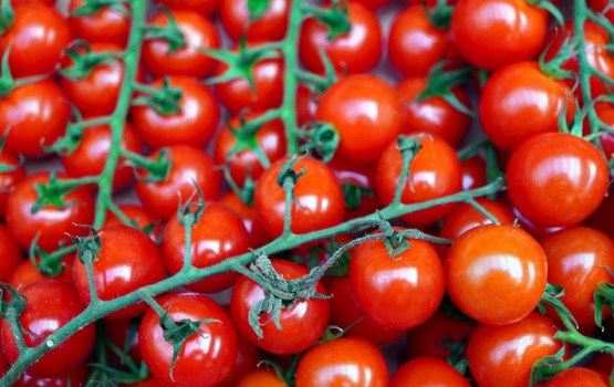 Ķiršu tomāti kļuvuši par panikas cēloni Eiropas valstīs