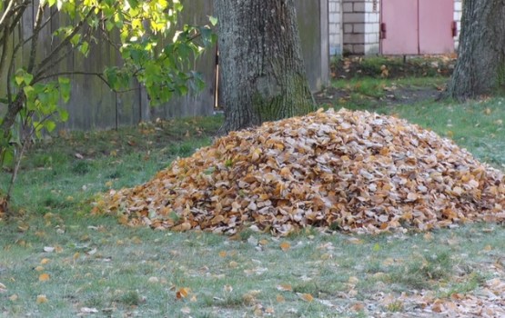 “Zaļās masas” akcijā savāktas vairāk nekā 200 tonnas bioloģiski noārdāmo atkritumu