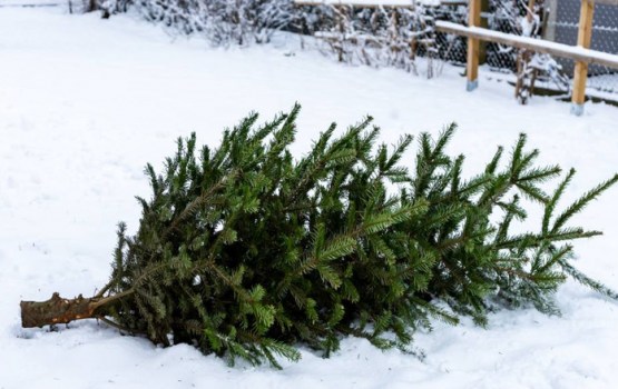 Daugavpiliešus aicina Ziemassvētku eglītes utilizēt videi draudzīgi
