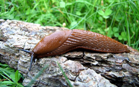 Vai sals iznīcinās kailgliemežus? Ko saka eksperti