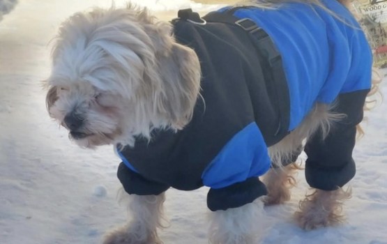 Kā suns Džeriks atrada mājas un jaunu dzīvi