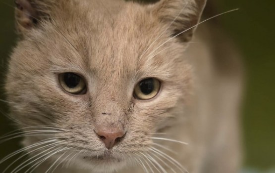 Viņš izdzīvoja pēc šāviena un ceļu satiksmes negadījuma - tagad viņam nepieciešama palīdzība