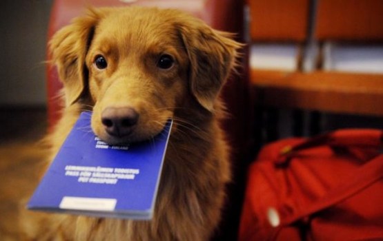 Veterinārārsti aicina uzturēt kārtībā dzīvnieku dokumentus ceļošanai