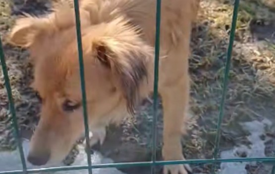 Īpaša sunīte meklē mājas