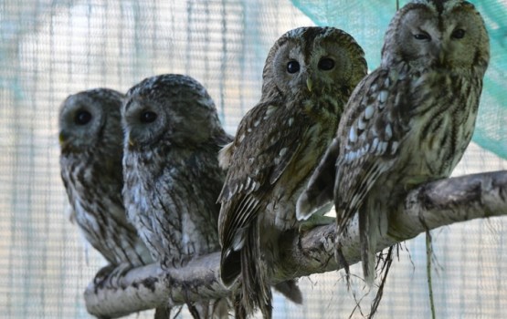 Pēc smagas ziemas putni atgriežas savvaļā