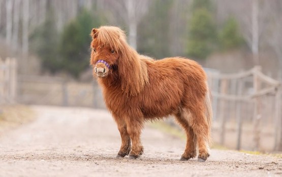 Tik mazs, ka neticēsi: unikāls piedāvājums dzīvnieku mīļiem