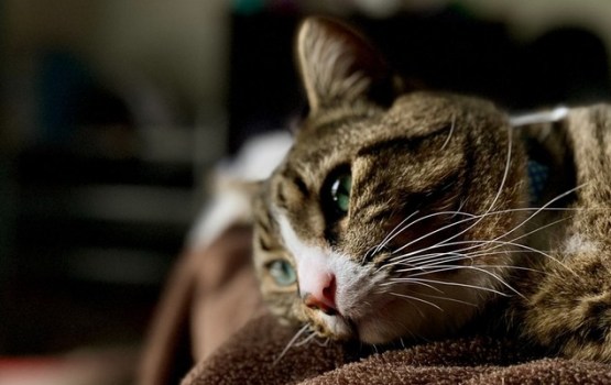 200 kaķi var palikt bez ēdiena: “Latgales Dzīvnieku atbalsts” lūdz steidzamu palīdzību