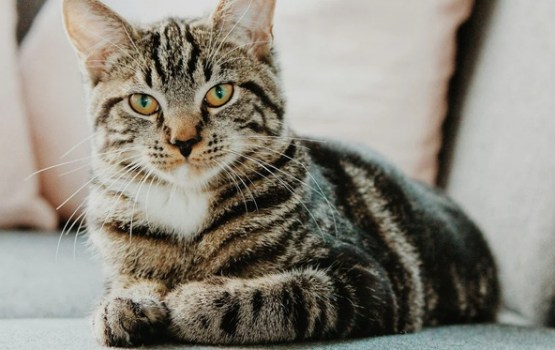 15 fakti par kaķiem, kas pilnībā mainīs tavu priekšstatu