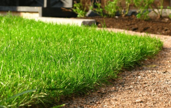 Pavasara kļūda, kas var sabojāt zālienu visai sezonai