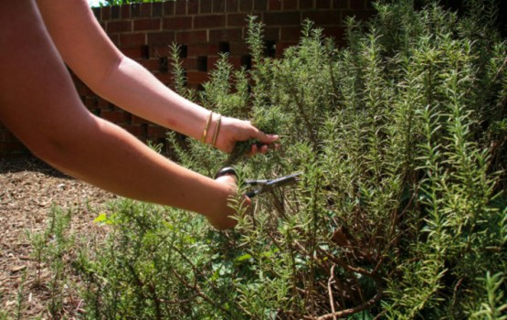 Šie augi palīdzēs pasargāt dārzu no ērcēm