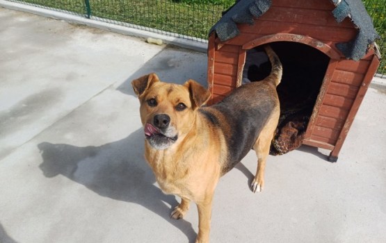 9 gadus vecā Prina joprojām cer: vai viņa beidzot atradīs mājas