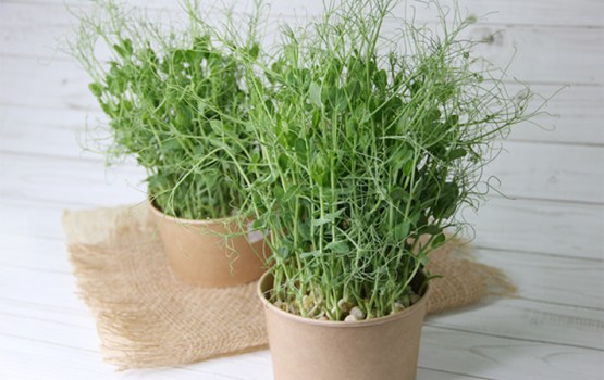 Pavasara vitamīni uz palodzes - saldo zirņu zaļumi mājās