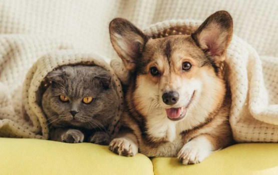 Patversme lūdz palīdzību: vecie palagi var glābt dzīvniekus