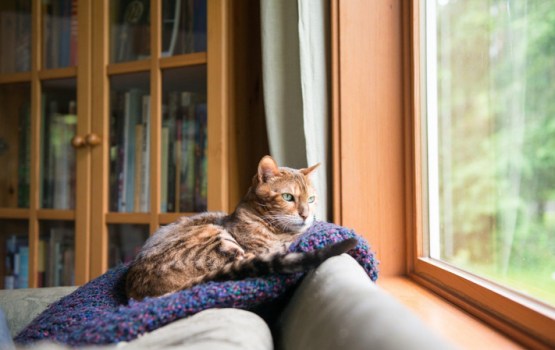 Kā ātri atbrīvoties no mājdzīvnieku spalvām uz apģērba?