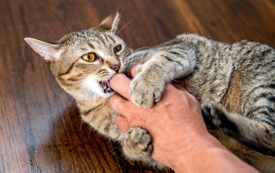 Kāpēc kaķis pēkšņi kož - tas nav bez iemesla
