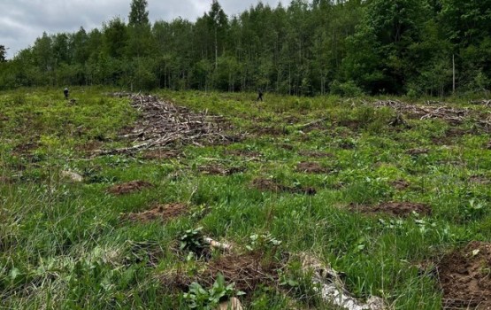 Augšdaugavas novadā turpinās meža atjaunošanas darbi
