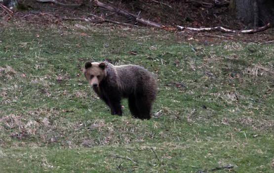 Dabas aizsardzības pārvalde skaidro, kā rīkoties, sastopot lāci pilsētā