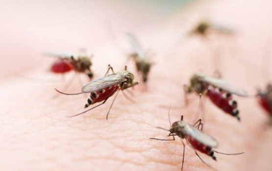 Vai Jāņos būs daudz odu? Entomologs skaidro situāciju