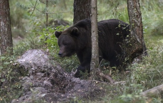 Vai iespējams aizbēgt no lāča? Eksperti skaidro, kā rīkoties sastapšanās gadījumā