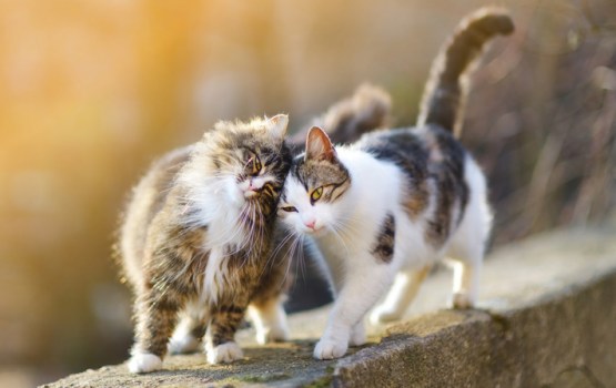 Veterināro rēķinu summa pārsniegusi 23 tūkstošus eiro: brīvprātīgie lūdz palīdzību izglābtajiem dzīvniekiem