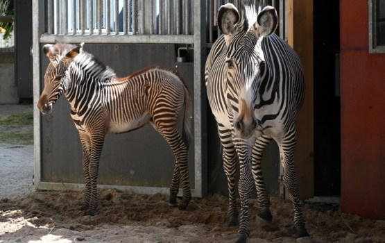 Rīgas zoodārzā pirmo reizi piedzimis Grevi zebras mazulis