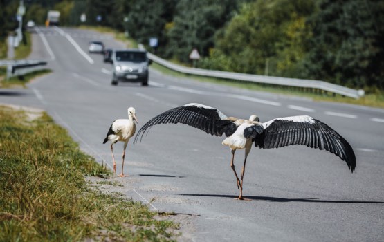 Autovadītājus brīdina par stārķiem uz ceļiem: vasaras nogalē risks pieaug