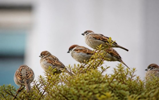 Putni apsēduši dārzu? Vienkārši paņēmieni, kā pasargāt ražu